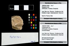 Foto (Objekt + Etikett) von Cycloprosopon sp.  (NHMW-GEO-1990-0041-4698)